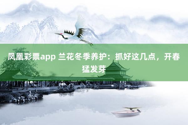 凤凰彩票app 兰花冬季养护：抓好这几点，开春猛发芽
